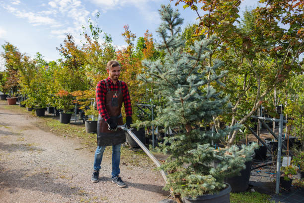 Best Tree Clearing Services  in Benjamin, UT